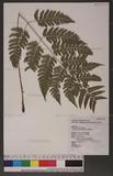 Dryopteris polita Rosenst. OF