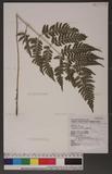 Dryopteris polita Rosenst. OF