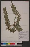 Polystichum eximium (Mett. ex Kuhn) C. Chr. sտ