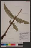 Polystichum eximium (Mett. ex Kuhn) C. Chr. sտ