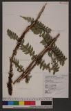 Polystichum eximium (Mett. ex Kuhn) C. Chr. sտ