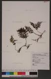 Hymenophyllum polyanthos (Sw.) Sw ӸF
