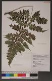 Dryopteris hasseltii(Bl.) C. Chr Ƹտ