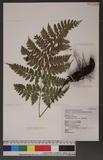 Dryopteris hasseltii(Bl.) C. Chr Ƹտ