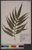 Colysis pothifolia (Don) Presl ju