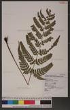 Dryopteris varia (L.) Ktze. n