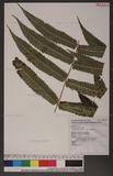 Dryopteris scottii (Bedd.) Ching v