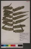 Polystichum biaristatum (Blume) Moore Gyտ