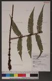 Polystichum biaristatum (Blume) Moore Gyտ