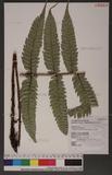 Polystichum biaristatum (Blume) Moore Gyտ