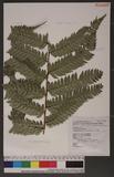 Polystichum biaristatum (Blume) Moore Gyտ