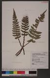 Polystichum lepidocaulon (Hook.) J. Sm. @տ