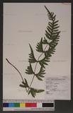 Pteris semipinnata L. bе