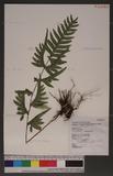 Pteris semipinnata L. bе