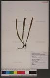 Lepisorus thunbergianus (Kaulf.) Ching ˸