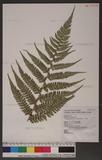 Polystichum biaristatum (Blume) Moore Gyտ