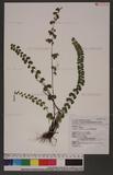 Lindsaea orbiculata (Lam.) Mett. 긭