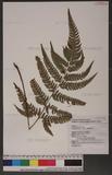 Dryopteris varia (L.) Ktze. n