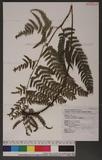 Dryopteris varia (L.) Ktze. n