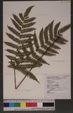 Pteris longipes Don ܻ