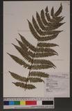 Pteris longipes Don ܻ