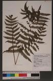 Pteris longipes Don ܻ