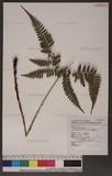 Dryopteris formosana (Christ) C. Chr. OW