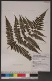 Dryopteris formosana (Christ) C. Chr. OW