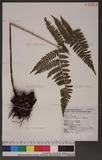 Dryopteris formosana (Christ) C. Chr. OW