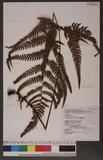 Dryopteris varia (L.) Ktze. n