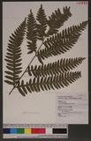 Pteris tokioi Masamune a