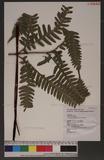 Pteris tokioi Masamune a