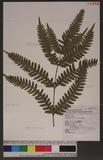 Pteris tokioi Masamune a