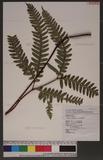 Pteris tokioi Masamune a