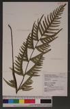 Pteris semipinnata L. bе