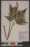 Botrychium daucifolium (Wall.) Hook. & Grev. 薄葉大陰地蕨