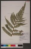 Polystichum biaristatum (Blume) Moore Gyտ