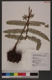 Polystichum biaristatum (Blume) Moore Gyտ