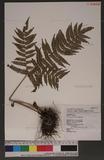 Pteris longipes Don ܻ