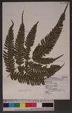 Pteris linearis Poir. T߻