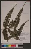 Pteris linearis Poir. T߻