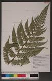 Polystichum biaristatum (Blume) Moore Gyտ