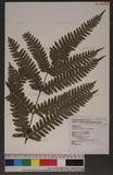 Pteris tokioi Masamune a