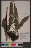 Pteris tokioi Masamune a