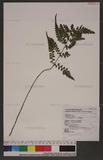 Lindsaea javanensis Bl. z