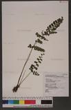 Lindsaea orbiculata (Lam.) Mett. var. commixta (Tagawa) Kramer q