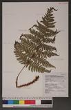 Dryopteris championii (Benth.) C. Chr. Apud Ching ︭