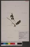 Lindsaea orbiculata (Lam.) Mett. 긭
