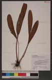 Elaphoglossum luzonicum Copel. f޿