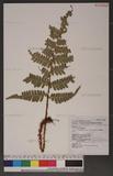Dryopteris championii (Benth.) C. Chr. Apud Ching 